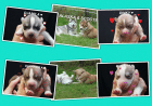 FCI Siberian Husky Welpen suchen ab dem 14. 12. 2022 ein liebevolles Zuhause