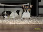 Jack Russel Terrier tricolor glatthaar kurzbein