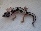 Verschiedene Leopardgeckos abzugeben