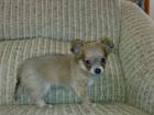 Chihuahua-Welpe weibl langhaarig blue/tan mit Ahnentafel