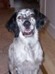 Setter-Mischling abzugeben