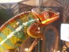 Pantherchamäleon Furcifer pardalis ambilobe männlich