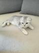 BKH Scotish Fold Kitten