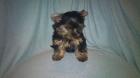 Yorky Welpen