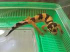 Leopardgecko NZ 2022