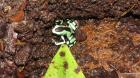 Dendrobates Auratus Karibikseite Goldbaumsteiger