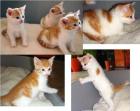 Zuckersüße rot-weiße Katzenbabys abzugeben