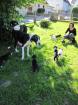 Deutsche Doggen Welpen