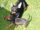 Prager Rattler Mix Welpen