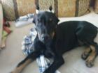 11 Wochen alter Dobermann rüde sucht dringent neues zuhause.