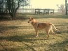 Bingo ein toller Hundemann sucht ein Zuhause