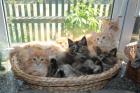 Wunderschöne Maine-Coon- Norweger Waldkatzen Kitten suchen neue Dosenöffner