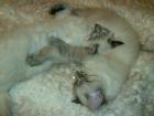 Reinrassige Ragdoll-Kitten mit Lynx-Zeichung Amy Adam