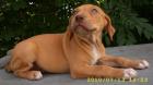 Pitbull Welpen noch 2 kleine Hündin zu vergeben