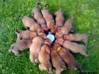 South African Boerboel Welpen
