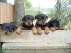 Rottweilerwelpen bildschön ab 10. 01. 2022