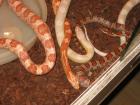 3 Kornnattern Snow Red Albino Nominat mit Terrarium