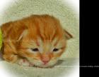 Sibirische Katzenbabys/Kitten mit Stammbaum Gesundheitszeugnis