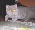 Selkirk Rex Kitten