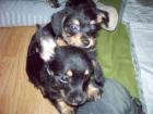 Süße Kleinbleibende Hundebaby s
