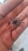 Theraphosa blondi