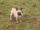 Deckrüde Französische Bulldogge aus Hamburg