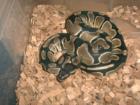 Letztes Python regius Baby