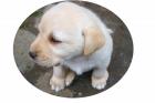 NUR NOCH 3 BLONDE LABRADOR WELPEN ABZUGEBEN COTTBUS