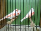 Rotgrundige Kanarien Rot Mosaik Kanarien Typ 2