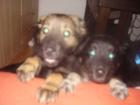 Schäfer Hund Mix