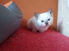 Thaikater alte Art der Siam Katerchen Baby Siamkater