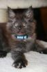 Maine Coon Kitten