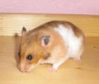 Hamster zu verschenken