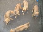 Rhodesien Ridgeback-American Bulldog Mix Welpen