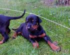 Dobermannwelpen isabellfarben schwarz und braun