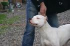 Dogo Argentino Rüde 15 Mon.
