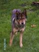 RICO sucht ein neues liebevolles Zuhause