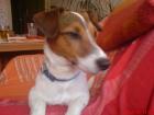Jack Russel für 80Euro