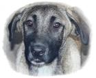 3 reinrassige Kangal Hündinnen 16 Wochen alt suchen liebevolles Zuhause