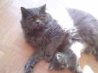 Wunderschöner blauer Perserdeckkater sucht Partnerin