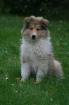 Colliewelpen VDH-Pap.