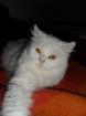 Geschwisterpärchen Kater Katze abzugeben