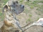 Doggenhündin gestromt 19 Monate