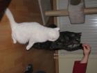 2 verschmuste Tiger brauchen ein neues Zuhause
