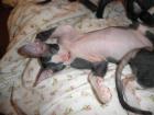 DON SPHYNX Kitten wollen nach Hause