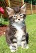 Reinrassige Typvolle Maine Coon Kitten suchen neue Spielkameraden