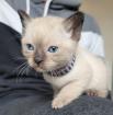 Siams suchen neue Kuschelpartner