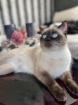 Deckkater SIAM gesucht