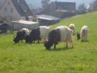 Walliser Schwarzhalsziegen