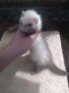 Frettchen Welpen Frettchenwelpen